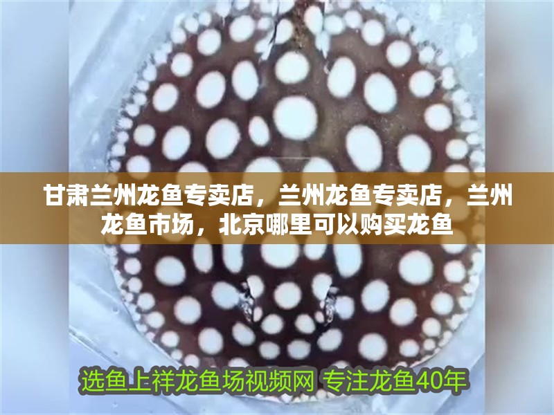 甘肅蘭州龍魚專賣店，蘭州龍魚專賣店，蘭州龍魚市場，北京哪里可以購買龍魚