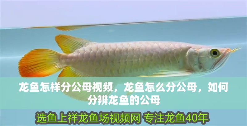 龍魚怎樣分公母視頻，龍魚怎么分公母，如何分辨龍魚的公母