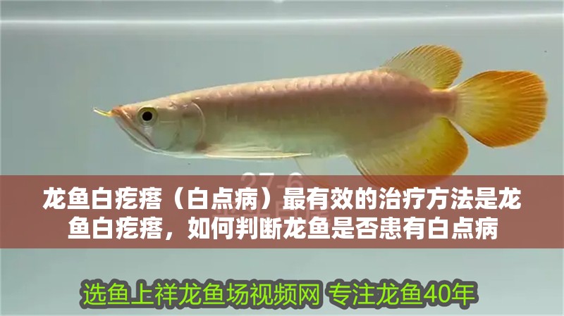 龍魚(yú)白疙瘩（白點(diǎn)病）最有效的治療方法是龍魚(yú)白疙瘩，如何判斷龍魚(yú)是否患有白點(diǎn)病