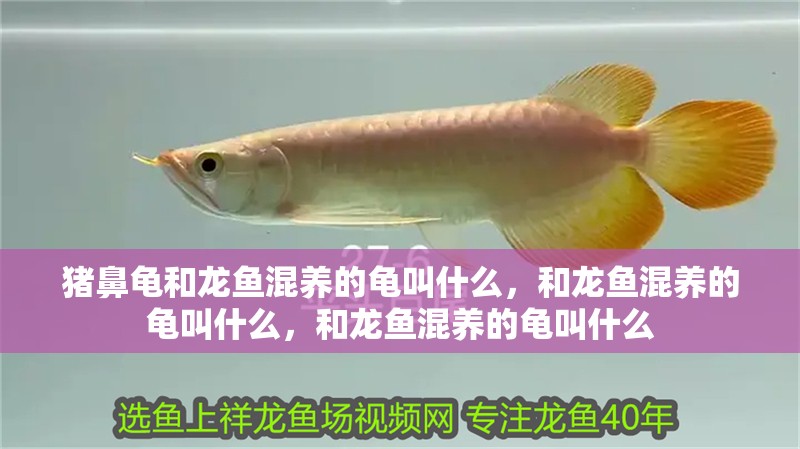豬鼻龜和龍魚混養的龜叫什么，和龍魚混養的龜叫什么，和龍魚混養的龜叫什么