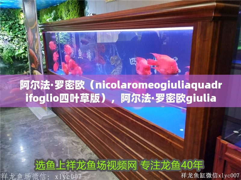 阿爾法·羅密歐（nicolaromeogiuliaquadrifoglio四葉草版），阿爾法·羅密歐giulia