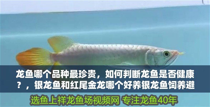 龍魚哪個品種最珍貴，如何判斷龍魚是否健康？，銀龍魚和紅尾金龍哪個好養銀龍魚飼養避坑清單