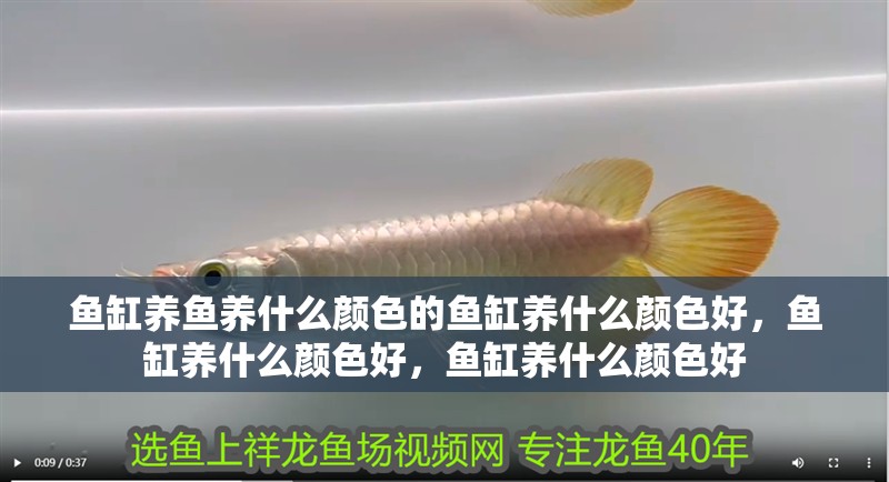 魚缸養(yǎng)魚養(yǎng)什么顏色的魚缸養(yǎng)什么顏色好，魚缸養(yǎng)什么顏色好，魚缸養(yǎng)什么顏色好