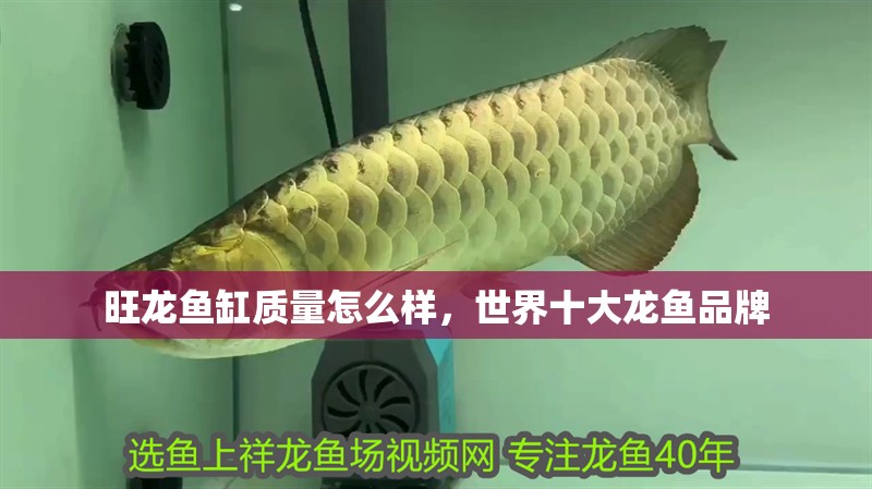 旺龍魚缸質量怎么樣，世界十大龍魚品牌
