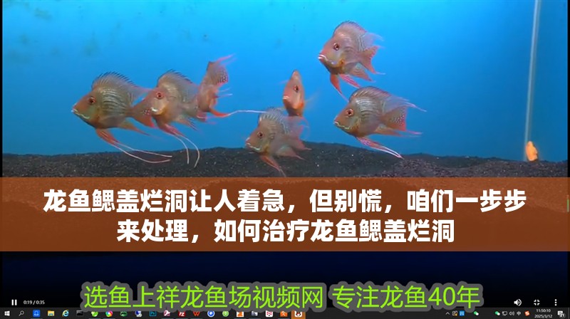 龍魚鰓蓋爛洞讓人著急，但別慌，咱們一步步來處理，如何治療龍魚鰓蓋爛洞