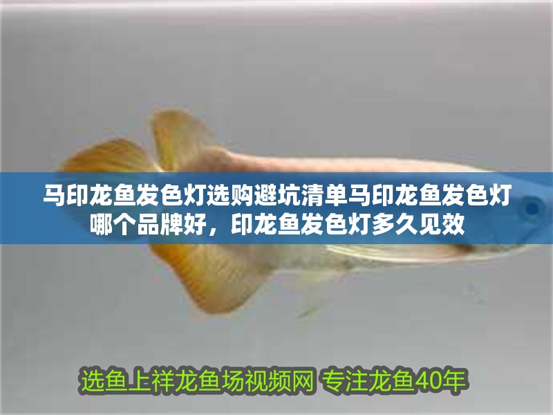 馬印龍魚發色燈選購避坑清單馬印龍魚發色燈哪個品牌好，印龍魚發色燈多久見效