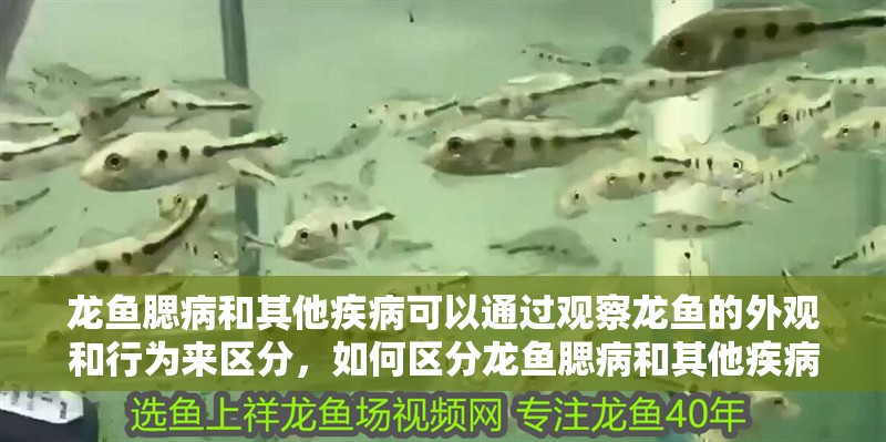 龍魚腮病和其他疾病可以通過觀察龍魚的外觀和行為來區(qū)分，如何區(qū)分龍魚腮病和其他疾病