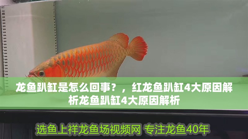 龍魚趴缸是怎么回事？，紅龍魚趴缸4大原因解析龍魚趴缸4大原因解析