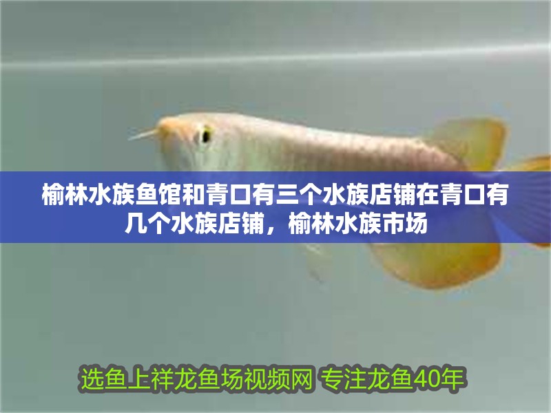 榆林水族魚館和青口有三個水族店鋪在青口有幾個水族店鋪,榆林水族市場 觀賞魚百科 第2張 榆林水族魚館和青口有三個水族店鋪在青口有幾個水族店鋪,榆林水族市場 榆林水族魚館和青口有三個水族店鋪在青口有幾個水族店鋪,榆林水族市場 觀賞魚百科 第2張