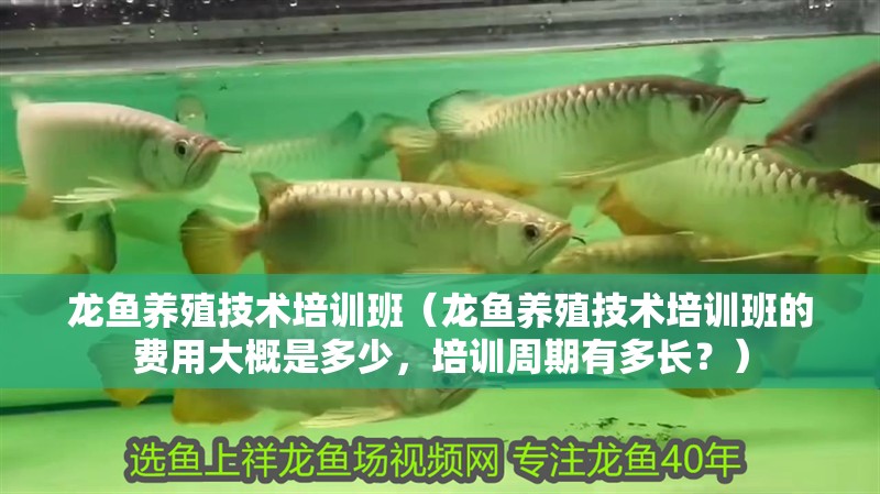 龍魚養殖技術培訓班（龍魚養殖技術培訓班的費用大概是多少，培訓周期有多長？）