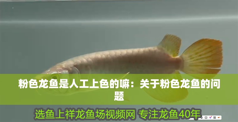 粉色龍魚是人工上色的嘛：關(guān)于粉色龍魚的問題
