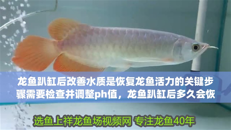 龍魚趴缸后改善水質是恢復龍魚活力的關鍵步驟需要檢查并調整ph值，龍魚趴缸后多久會恢復？