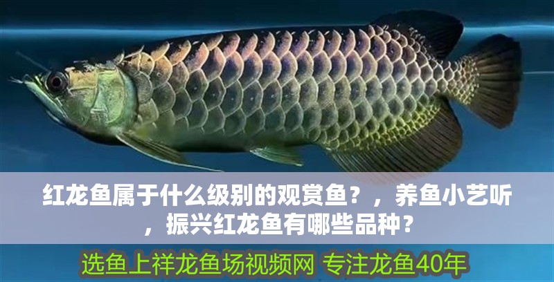 紅龍魚屬于什么級別的觀賞魚？，養魚小藝聽，振興紅龍魚有哪些品種？