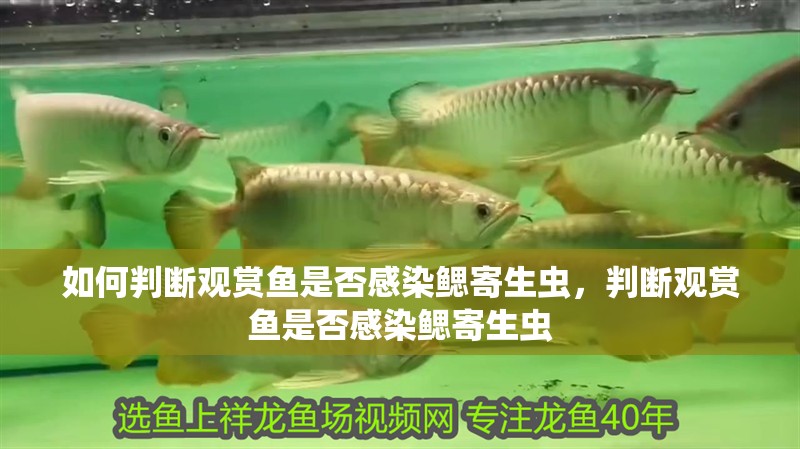 如何判斷觀賞魚是否感染鰓寄生蟲，判斷觀賞魚是否感染鰓寄生蟲