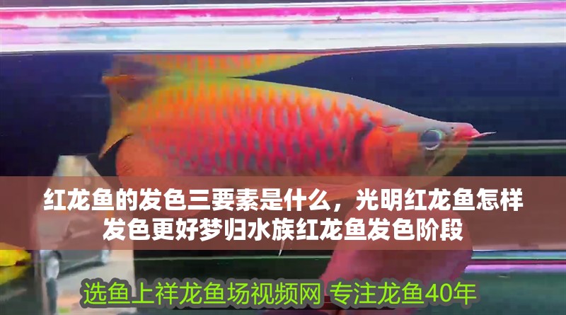 紅龍魚的發(fā)色三要素是什么，光明紅龍魚怎樣發(fā)色更好夢(mèng)歸水族紅龍魚發(fā)色階段