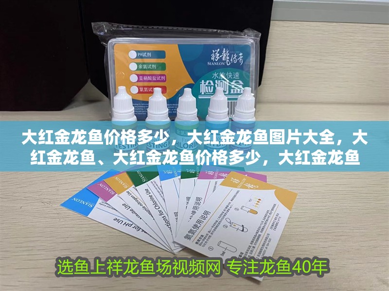 大紅金龍魚價(jià)格多少，大紅金龍魚圖片大全，大紅金龍魚、大紅金龍魚價(jià)格多少，大紅金龍魚價(jià)格多少