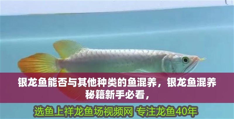 銀龍魚能否與其他種類的魚混養(yǎng)，銀龍魚混養(yǎng)秘籍新手必看，