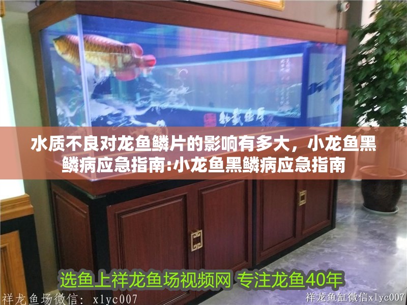 水質(zhì)不良對龍魚鱗片的影響有多大，小龍魚黑鱗病應(yīng)急指南:小龍魚黑鱗病應(yīng)急指南