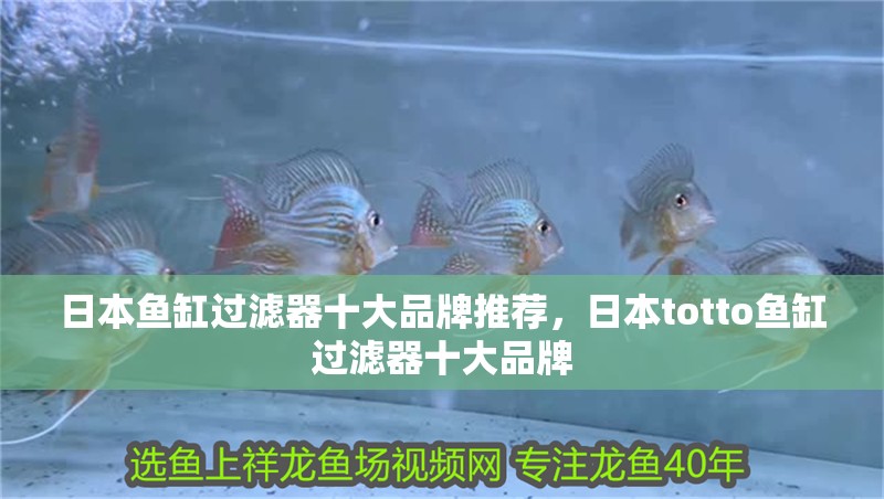 日本魚缸過濾器十大品牌推薦，日本totto魚缸過濾器十大品牌