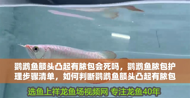 鸚鵡魚額頭凸起有膿包會(huì)死嗎，鸚鵡魚膿包護(hù)理步驟清單，如何判斷鸚鵡魚額頭凸起有膿包會(huì)死嗎？