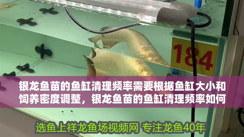 銀龍魚苗的魚缸清理頻率需要根據魚缸大小和飼養密度調整，銀龍魚苗的魚缸清理頻率如何調整？