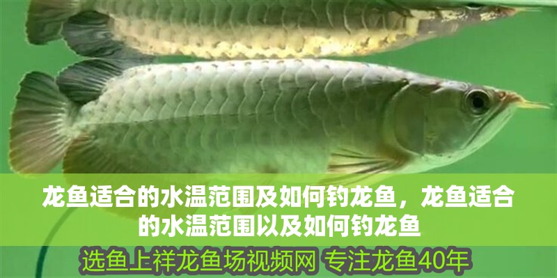龍魚適合的水溫范圍及如何釣龍魚，龍魚適合的水溫范圍以及如何釣龍魚 龍魚適合的水溫范圍及如何釣龍魚，龍魚適合的水溫范圍以及如何釣龍魚 觀賞魚百科 第2張