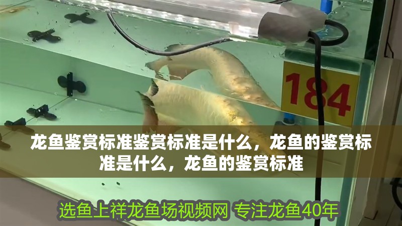 龍魚鑒賞標準鑒賞標準是什么，龍魚的鑒賞標準是什么，龍魚的鑒賞標準