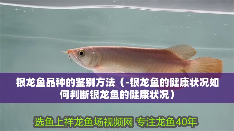 銀龍魚品種的鑒別方法（-銀龍魚的健康狀況如何判斷銀龍魚的健康狀況）