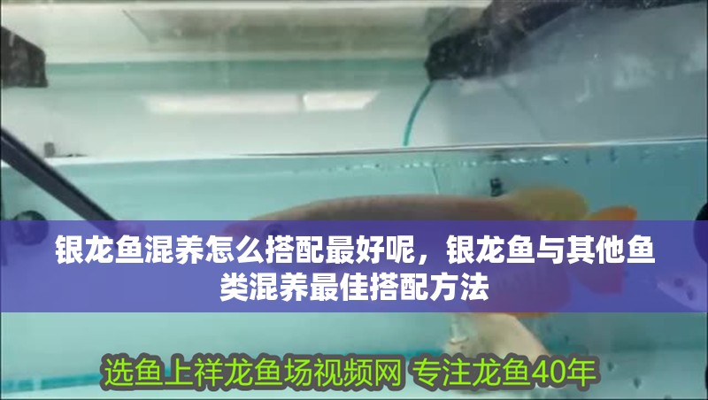 銀龍魚混養怎么搭配最好呢，銀龍魚與其他魚類混養最佳搭配方法