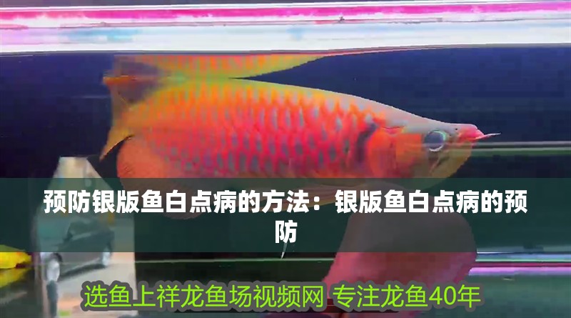 預防銀版魚白點病的方法：銀版魚白點病的預防