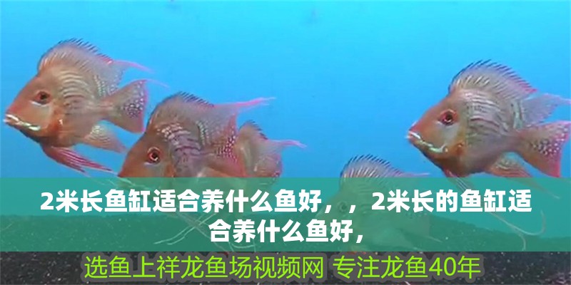 2米長魚缸適合養什么魚好，，2米長的魚缸適合養什么魚好，