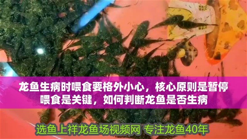 龍魚生病時喂食要格外小心，核心原則是暫停喂食是關鍵，如何判斷龍魚是否生病