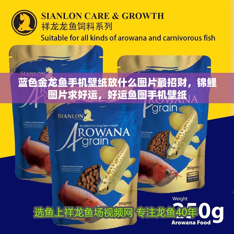 藍色金龍魚手機壁紙放什么圖片最招財，錦鯉圖片求好運，好運魚圖手機壁紙