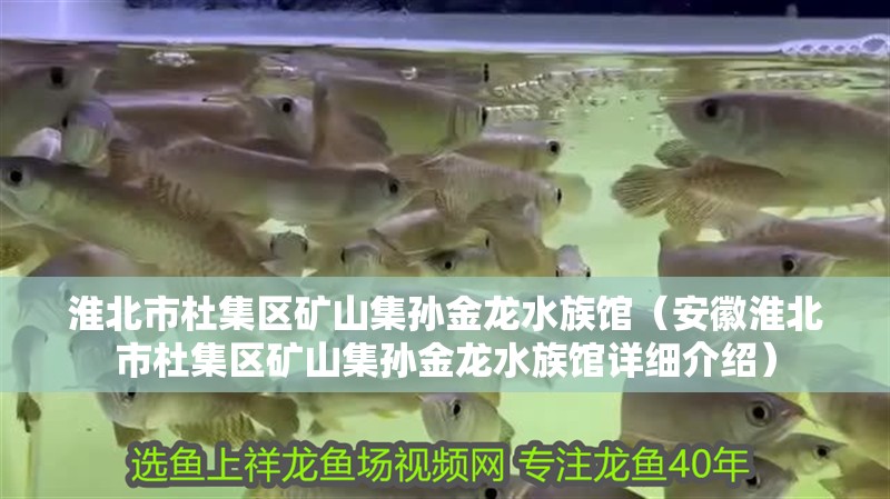 淮北市杜集區礦山集孫金龍水族館（安徽淮北市杜集區礦山集孫金龍水族館詳細介紹）