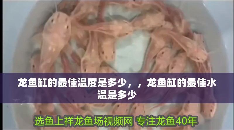 龍魚缸的最佳溫度是多少，，龍魚缸的最佳水溫是多少