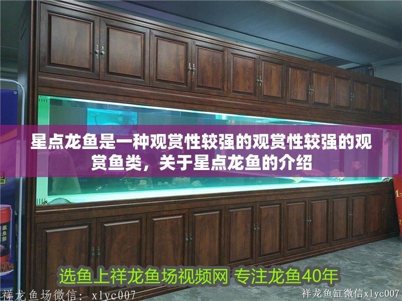星點龍魚是一種觀賞性較強(qiáng)的觀賞性較強(qiáng)的觀賞魚類，關(guān)于星點龍魚的介紹