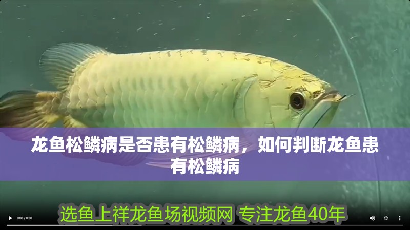 龍魚松鱗病是否患有松鱗病，如何判斷龍魚患有松鱗病