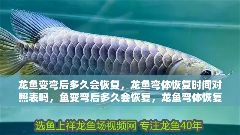龍魚變彎后多久會恢復(fù)，龍魚彎體恢復(fù)時間對照表嗎，魚變彎后多久會恢復(fù)，龍魚彎體恢復(fù)時間因病因不同差異很大