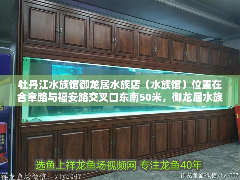 牡丹江水族館御龍居水族店（水族館）位置在合章路與福安路交叉口東南50米，御龍居水族館 牡丹江水族館御龍居水族店（水族館）位置在合章路與福安路交叉口東南50米，御龍居水族館 觀賞魚百科 第2張