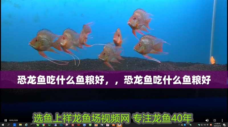 恐龍魚吃什么魚糧好，，恐龍魚吃什么魚糧好