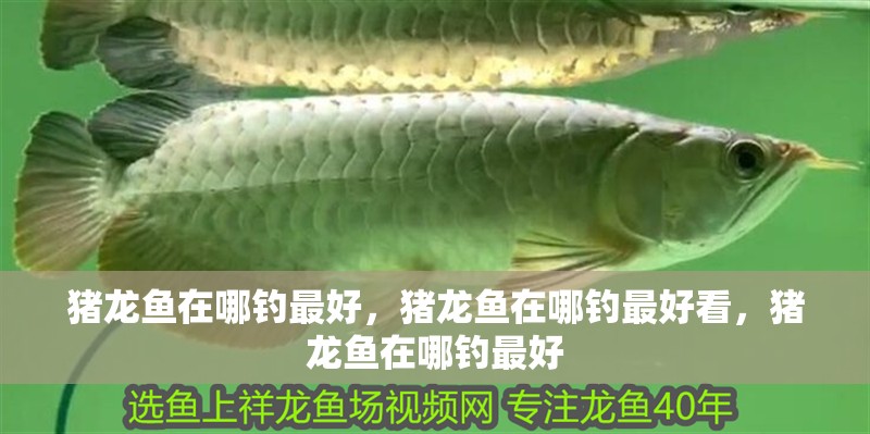 豬龍魚在哪釣最好，豬龍魚在哪釣最好看，豬龍魚在哪釣最好