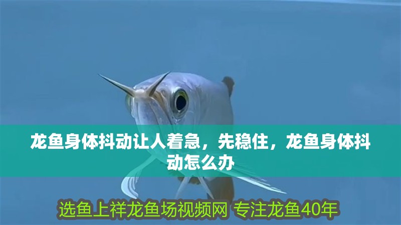 龍魚身體抖動讓人著急，先穩住，龍魚身體抖動怎么辦