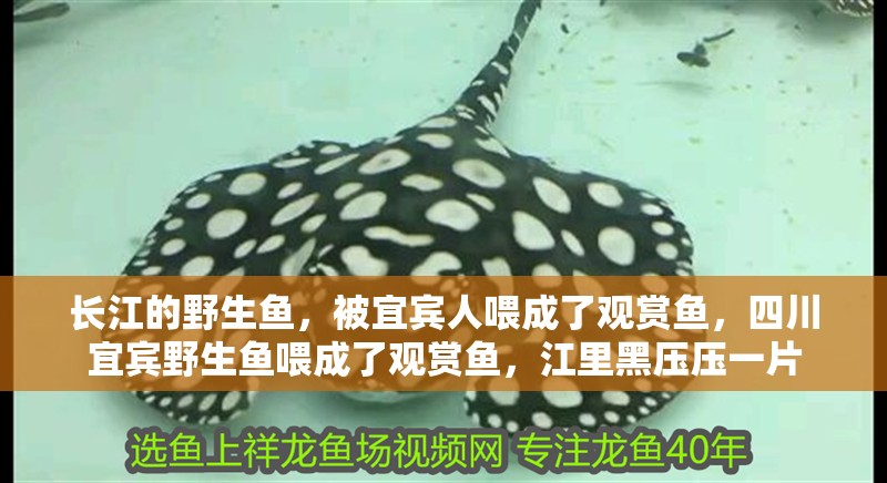 長江的野生魚，被宜賓人喂成了觀賞魚，四川宜賓野生魚喂成了觀賞魚，江里黑壓壓一片