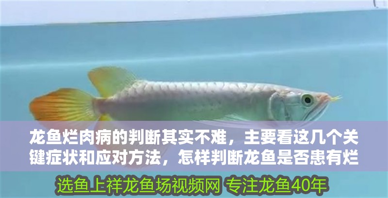 龍魚爛肉病的判斷其實不難，主要看這幾個關鍵癥狀和應對方法，怎樣判斷龍魚是否患有爛肉病？