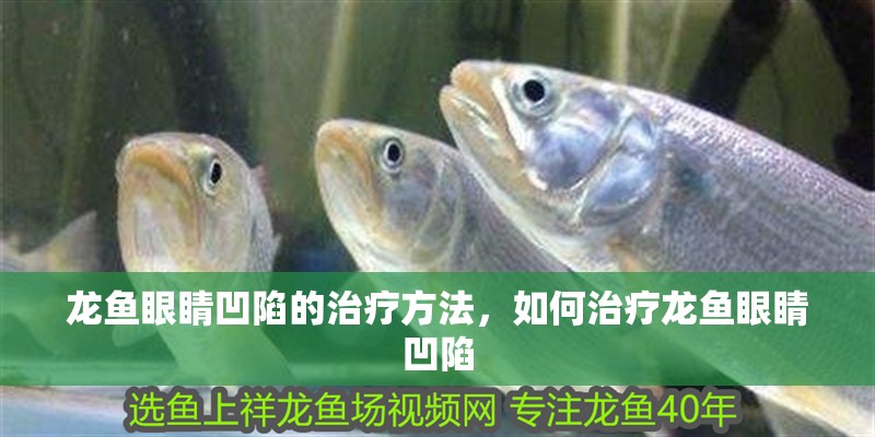 龍魚眼睛凹陷的治療方法，如何治療龍魚眼睛凹陷