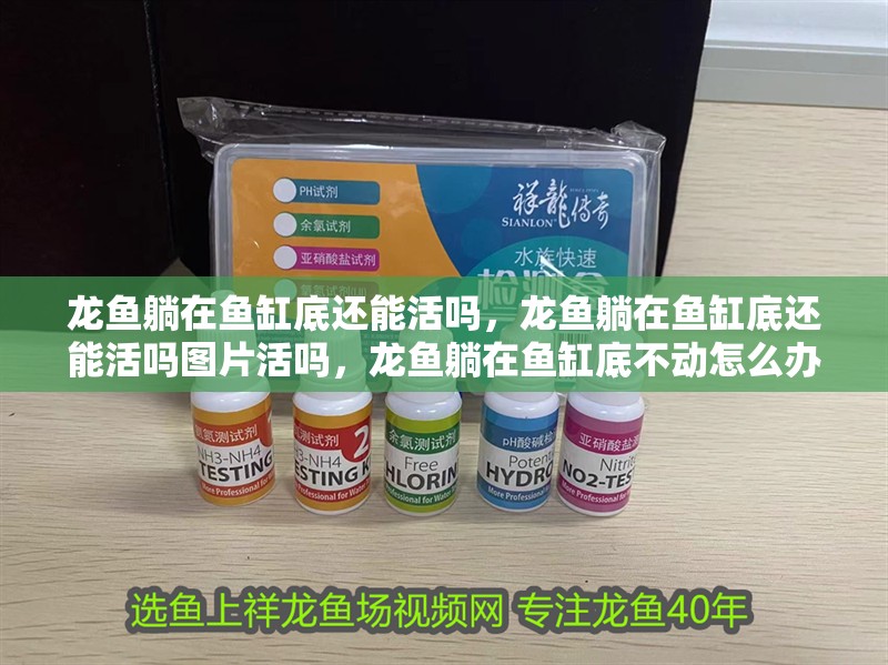 龍魚躺在魚缸底還能活嗎，龍魚躺在魚缸底還能活嗎圖片活嗎，龍魚躺在魚缸底不動怎么辦