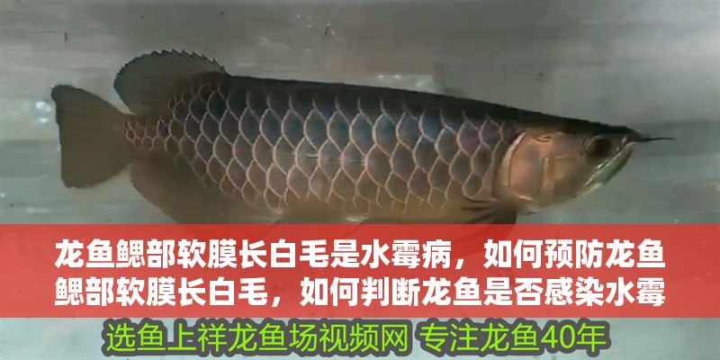 龍魚鰓部軟膜長白毛是水霉病，如何預(yù)防龍魚鰓部軟膜長白毛，如何判斷龍魚是否感染水霉病