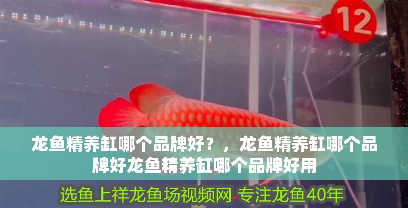 龍魚精養缸哪個品牌好？，龍魚精養缸哪個品牌好龍魚精養缸哪個品牌好用