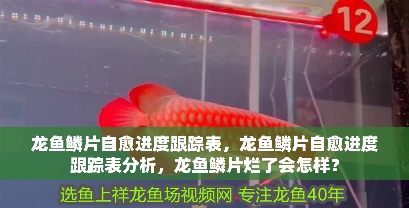 龍魚鱗片自愈進(jìn)度跟蹤表，龍魚鱗片自愈進(jìn)度跟蹤表分析，龍魚鱗片爛了會怎樣？