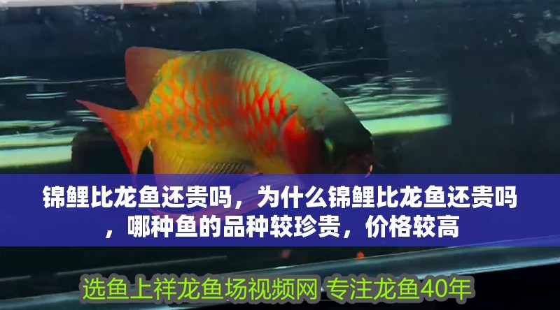 錦鯉比龍魚還貴嗎，為什么錦鯉比龍魚還貴嗎，哪種魚的品種較珍貴，價格較高